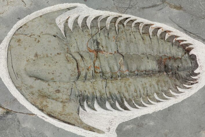 Lower Cambrian Trilobite (Longianda) - Issafen, Morocco #164511